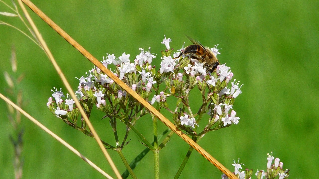 Fonds d'cran Animaux Insectes - Abeilles Gupes ... Abeille