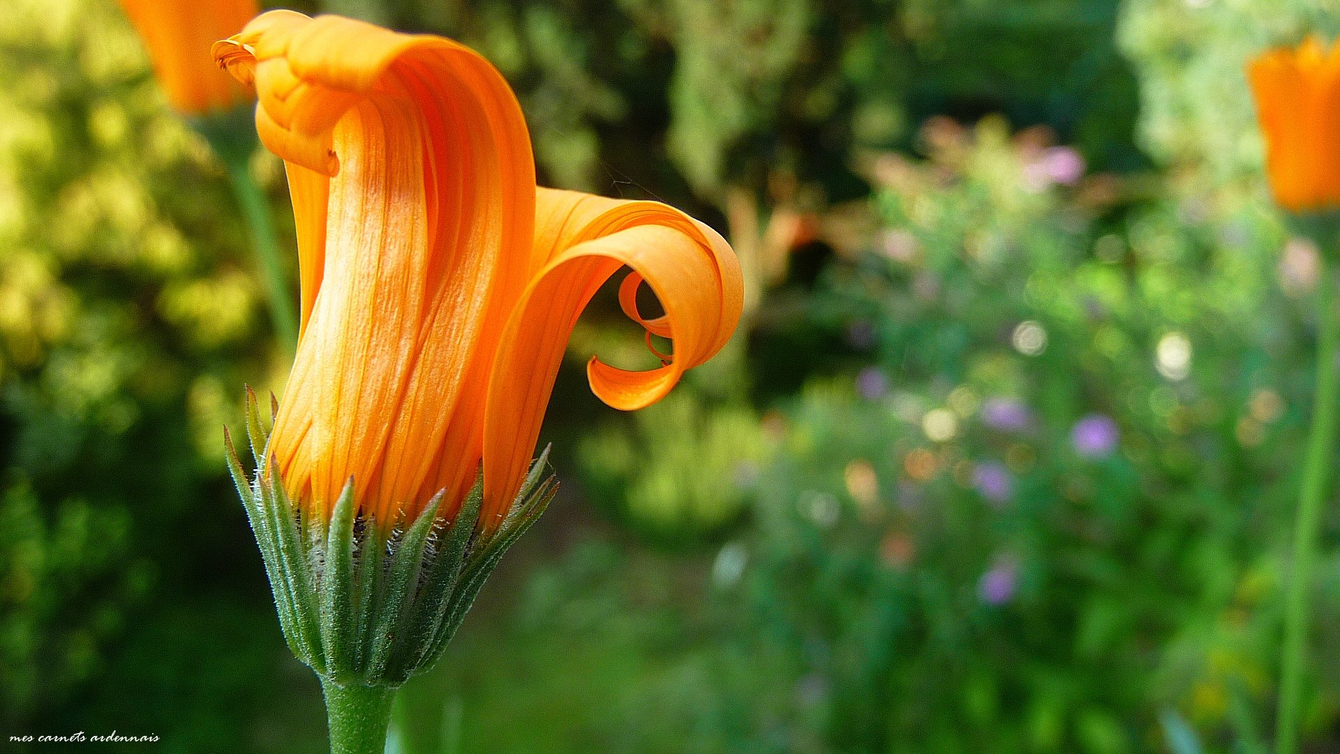 Fonds d'cran Nature Fleurs Corolle