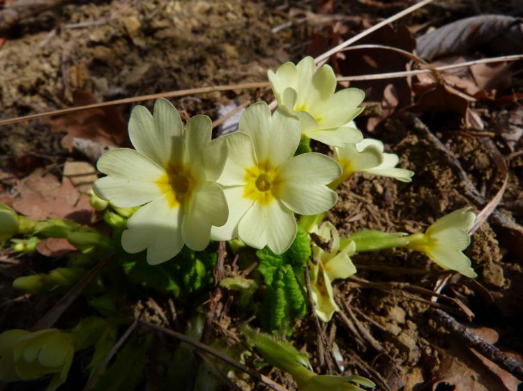 Fonds d'cran Nature Fleurs Primevres 2012