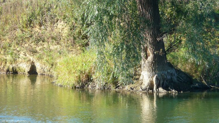 Fonds d'cran Nature Arbres - Forts Les pieds dans l'eau