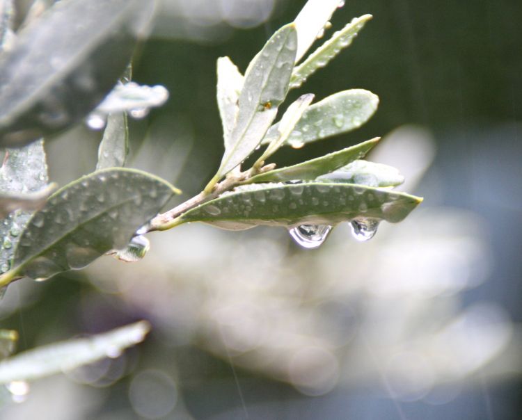 Fonds d'cran Nature Eau - Gouttes, rose Petites gouttes de pluie