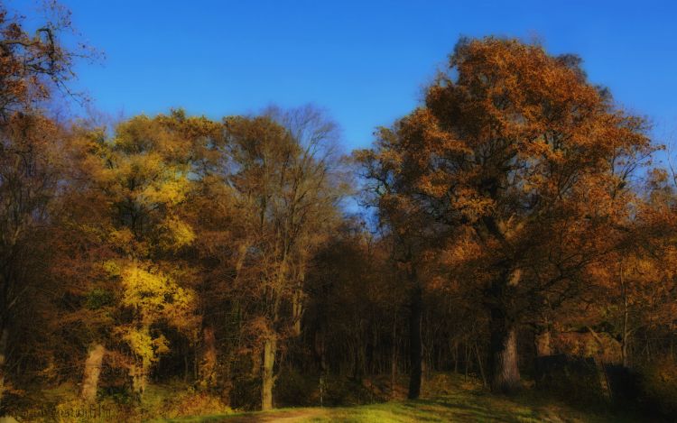 Fonds d'cran Nature Arbres - Forts Peinture d'automne.