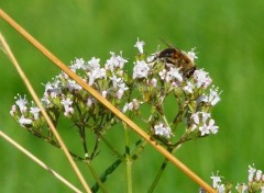  Animaux Abeille