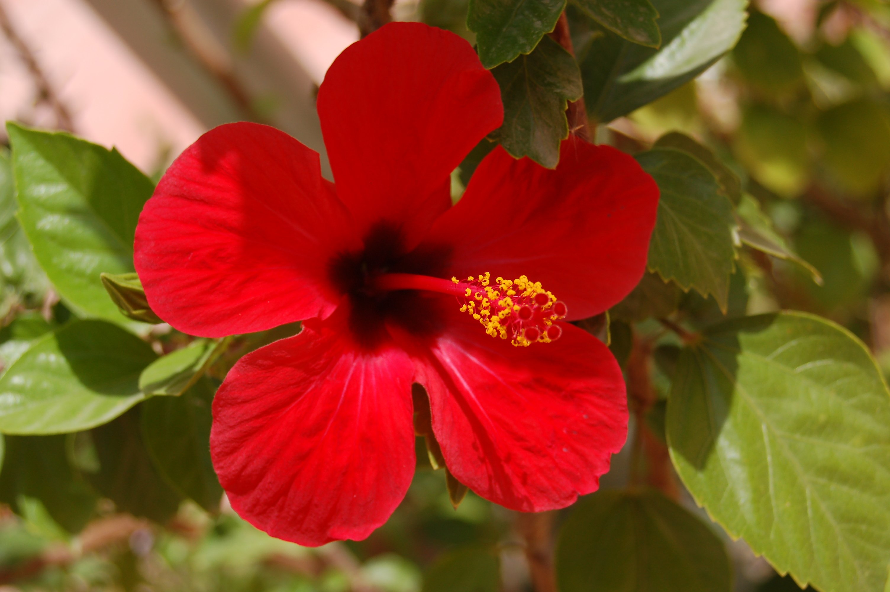 Fonds d'cran Nature Fleurs hibiscus