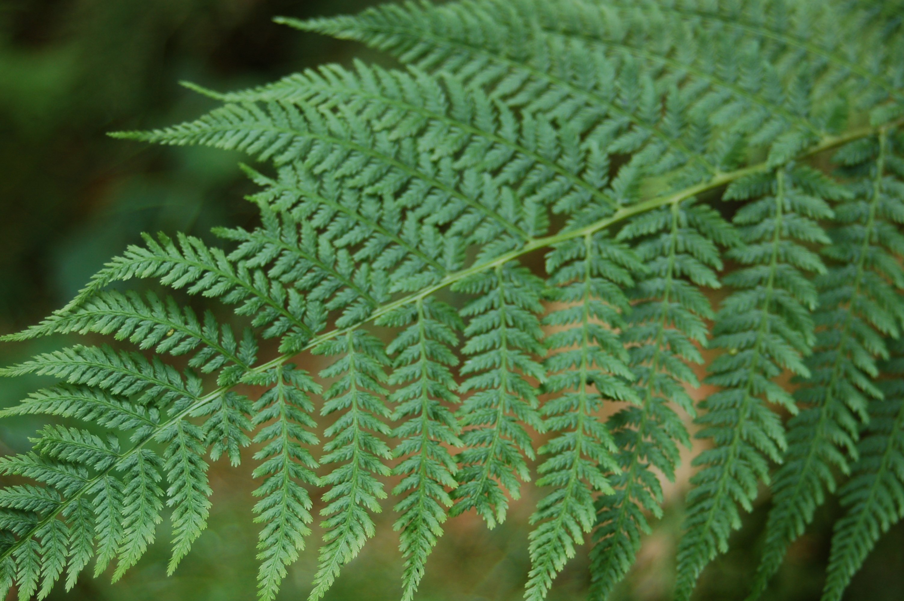 Wallpapers Nature Leaves - Foliage fougeres