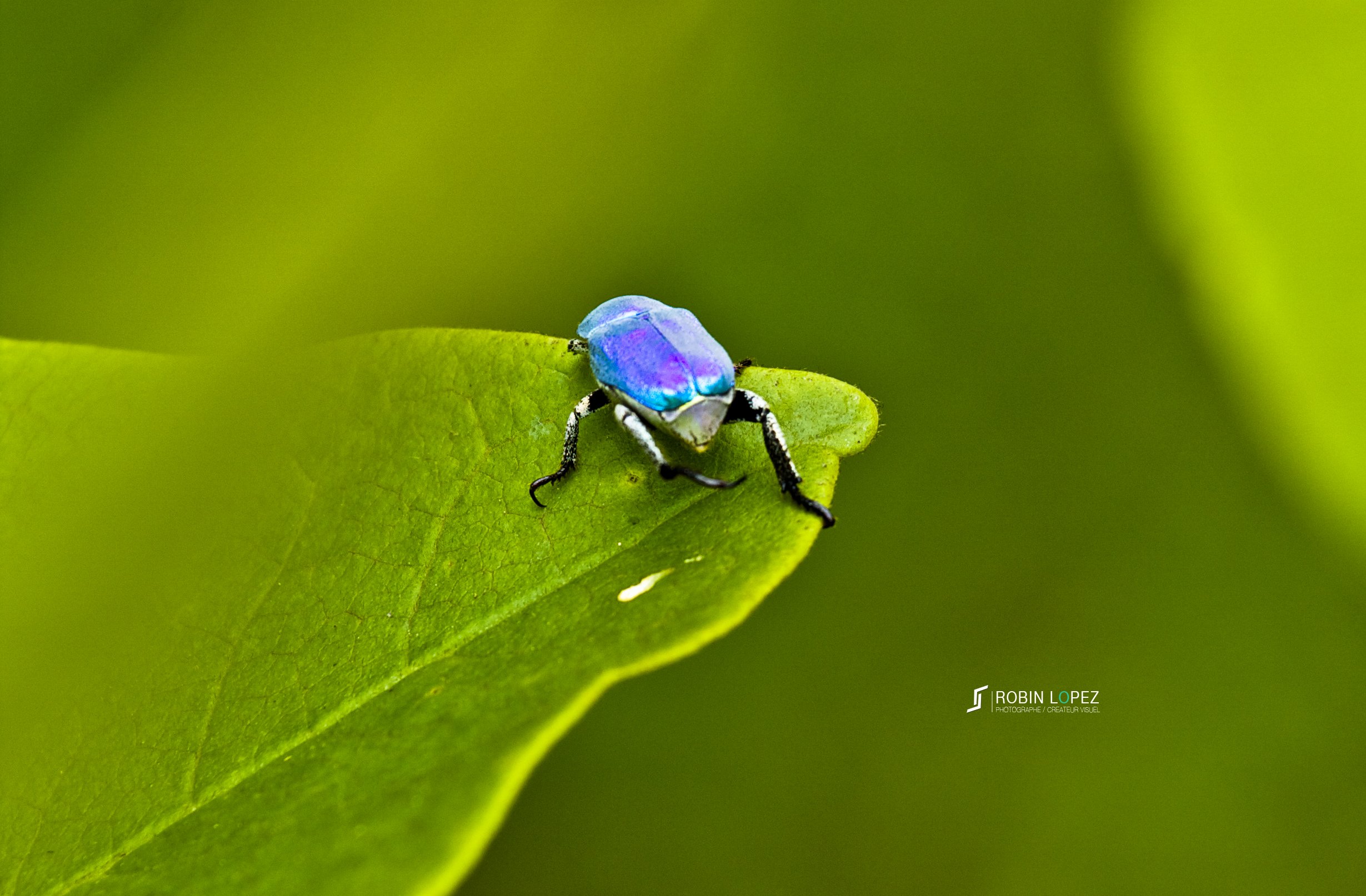 Wallpapers Animals Insects - Beetles Scarabes Bleu 