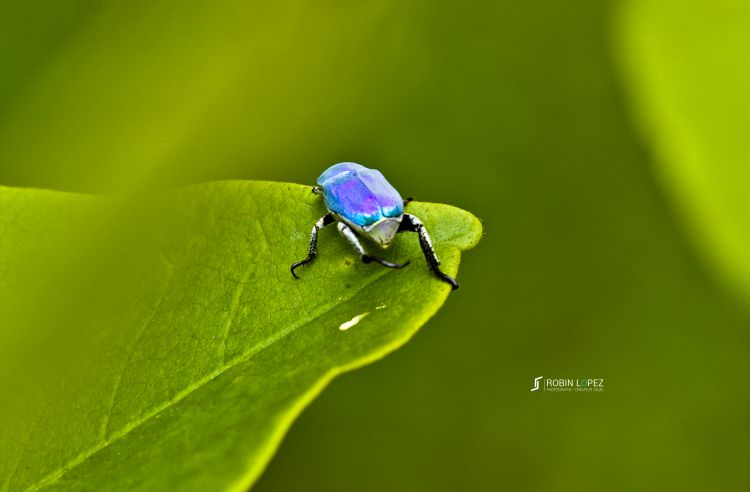 Fonds d'cran Animaux Insectes - Scarabes Scarabes Bleu 