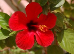  Nature hibiscus