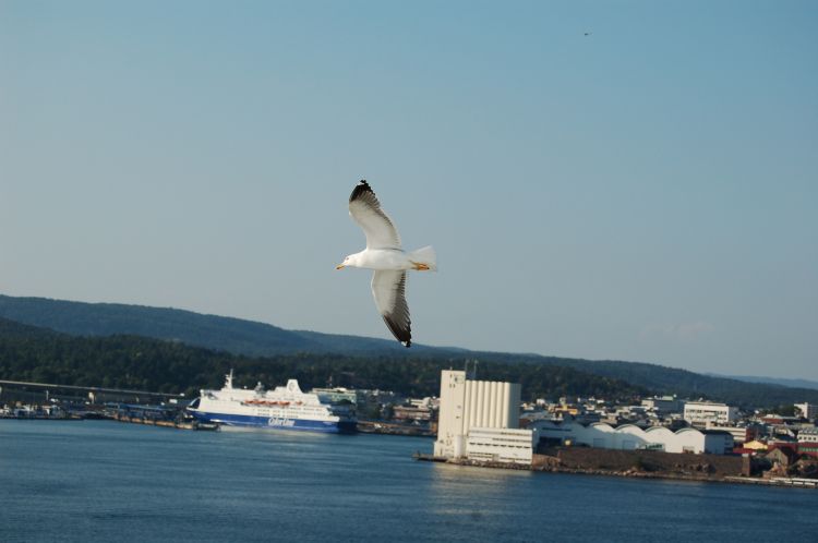 Wallpapers Animals Birds - Gulls mouette en vol