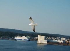  Animals mouette en vol