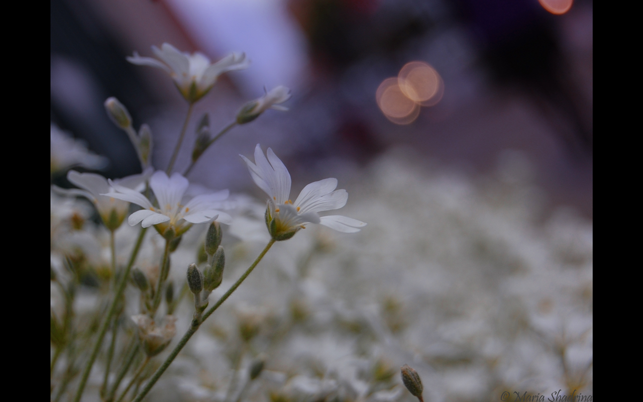 Fonds d'cran Nature Fleurs 