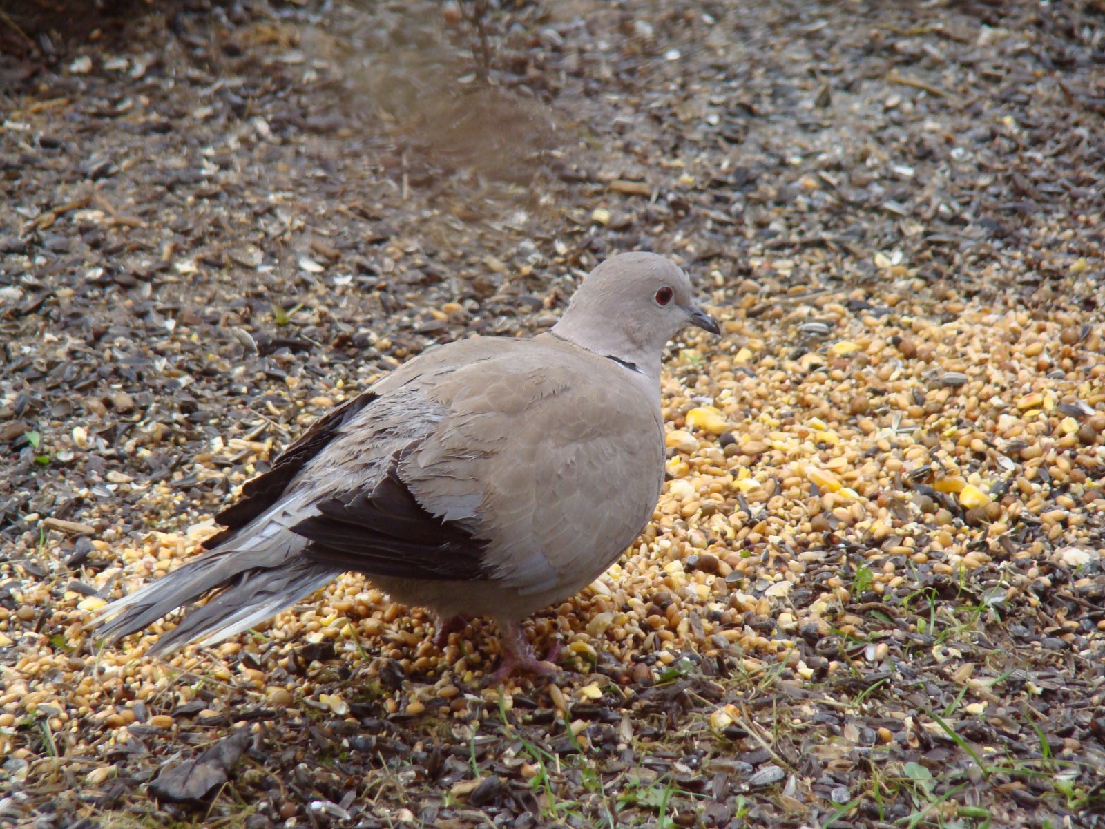 Fonds d'cran Animaux Oiseaux - Pigeons et Tourterelles 