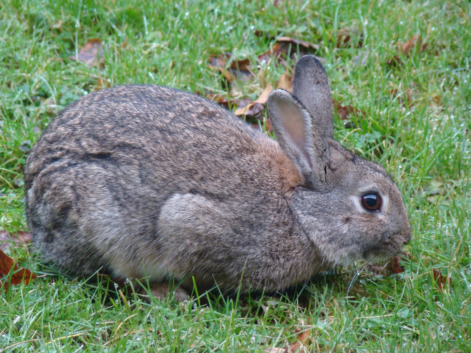 Fonds d'cran Animaux Lapins - Livres 