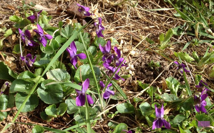 Wallpapers Nature Flowers Violettes printanieres