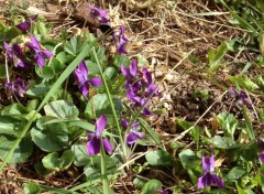  Nature Violettes printanieres