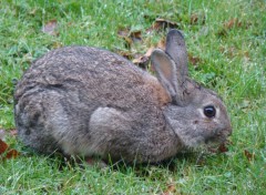  Animaux Image sans titre N292751