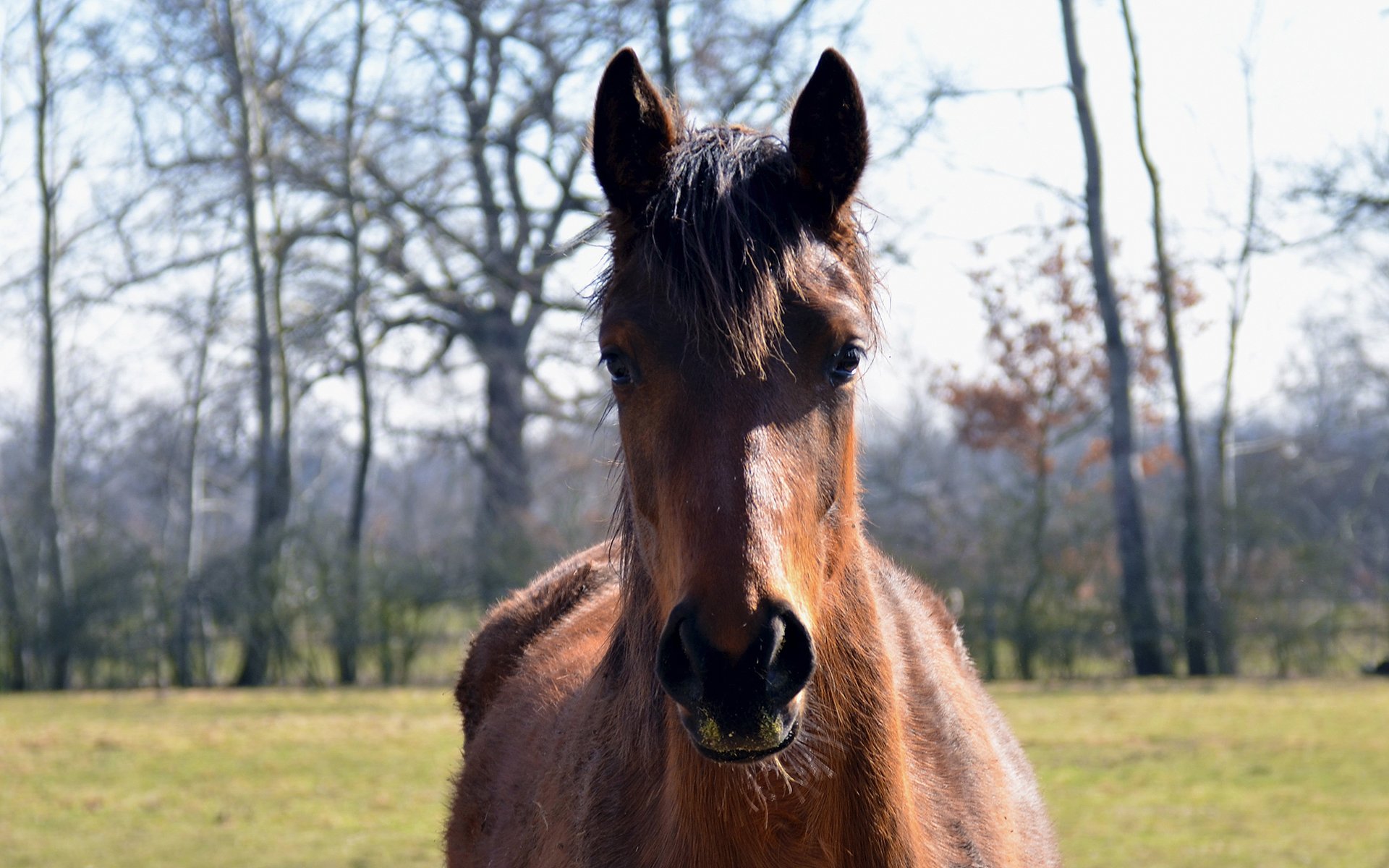 Wallpapers Animals Horses chevaux