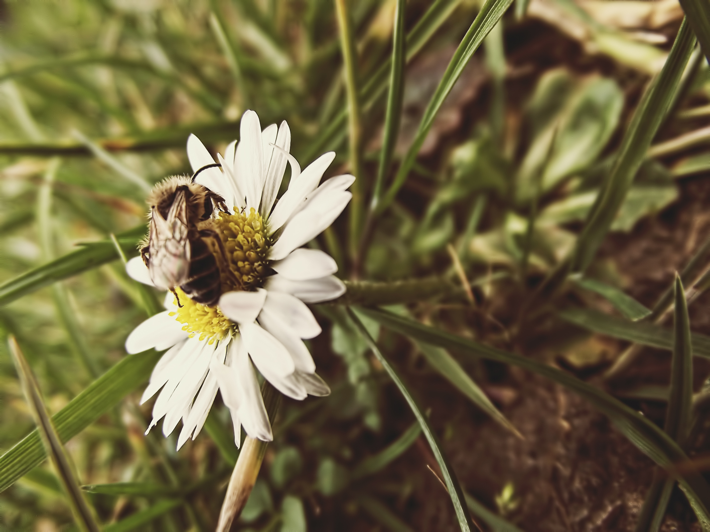 Wallpapers Nature Flowers Paquerette