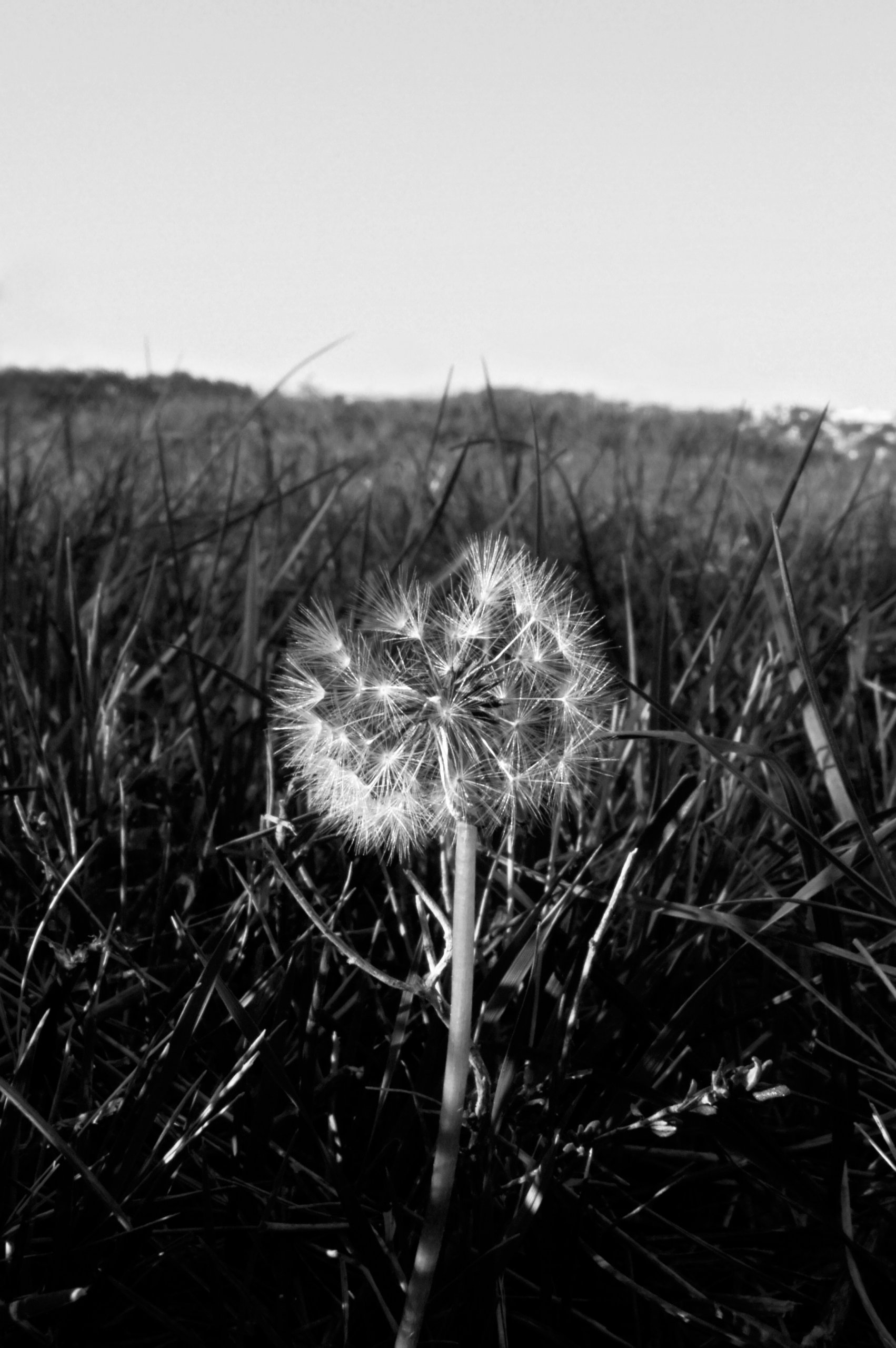 Fonds d'cran Nature Fleurs 