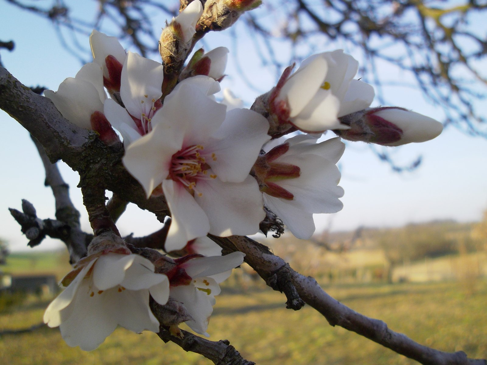 Wallpapers Nature Flowers Fleur d'Amandier