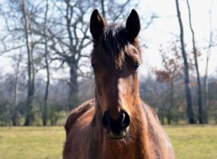  Animals chevaux