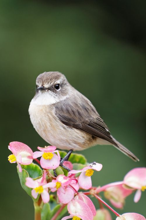 Fonds d'cran Animaux Oiseaux - Divers Tec-tec de la runion