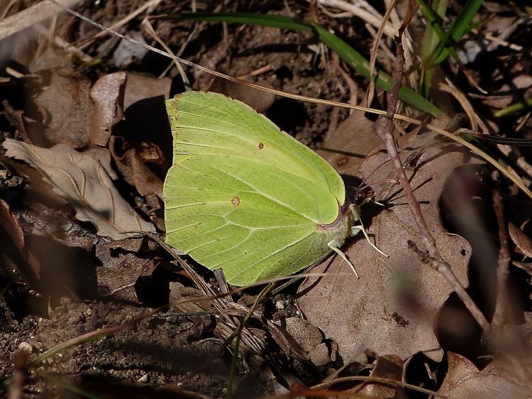 Fonds d'cran Animaux Insectes - Papillons Le citron de Provence 