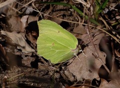  Animaux Le citron de Provence 