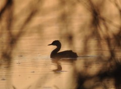  Animaux Grbe Hupp  l'aube 