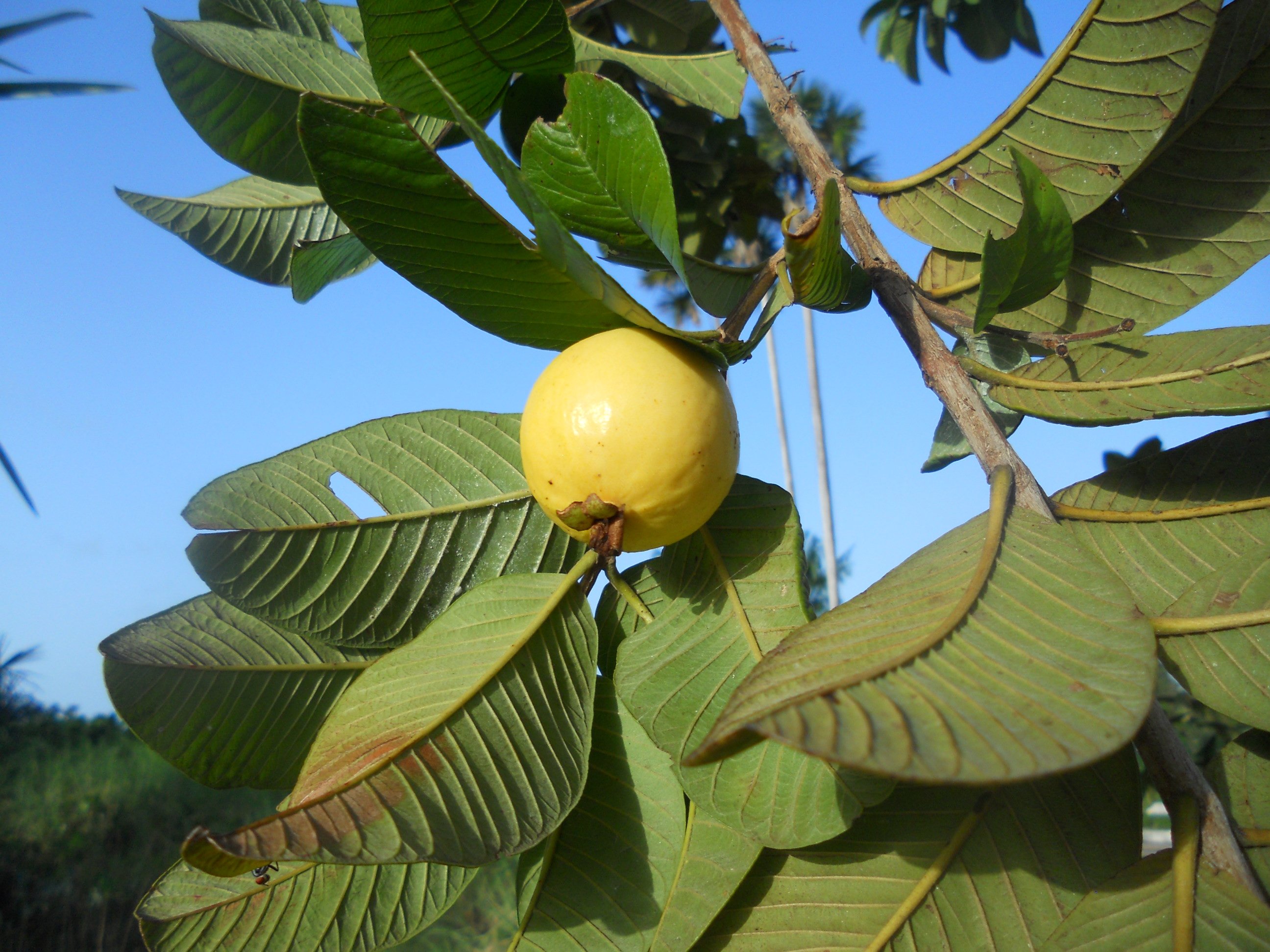 Fonds d'cran Nature Fruits goyaves