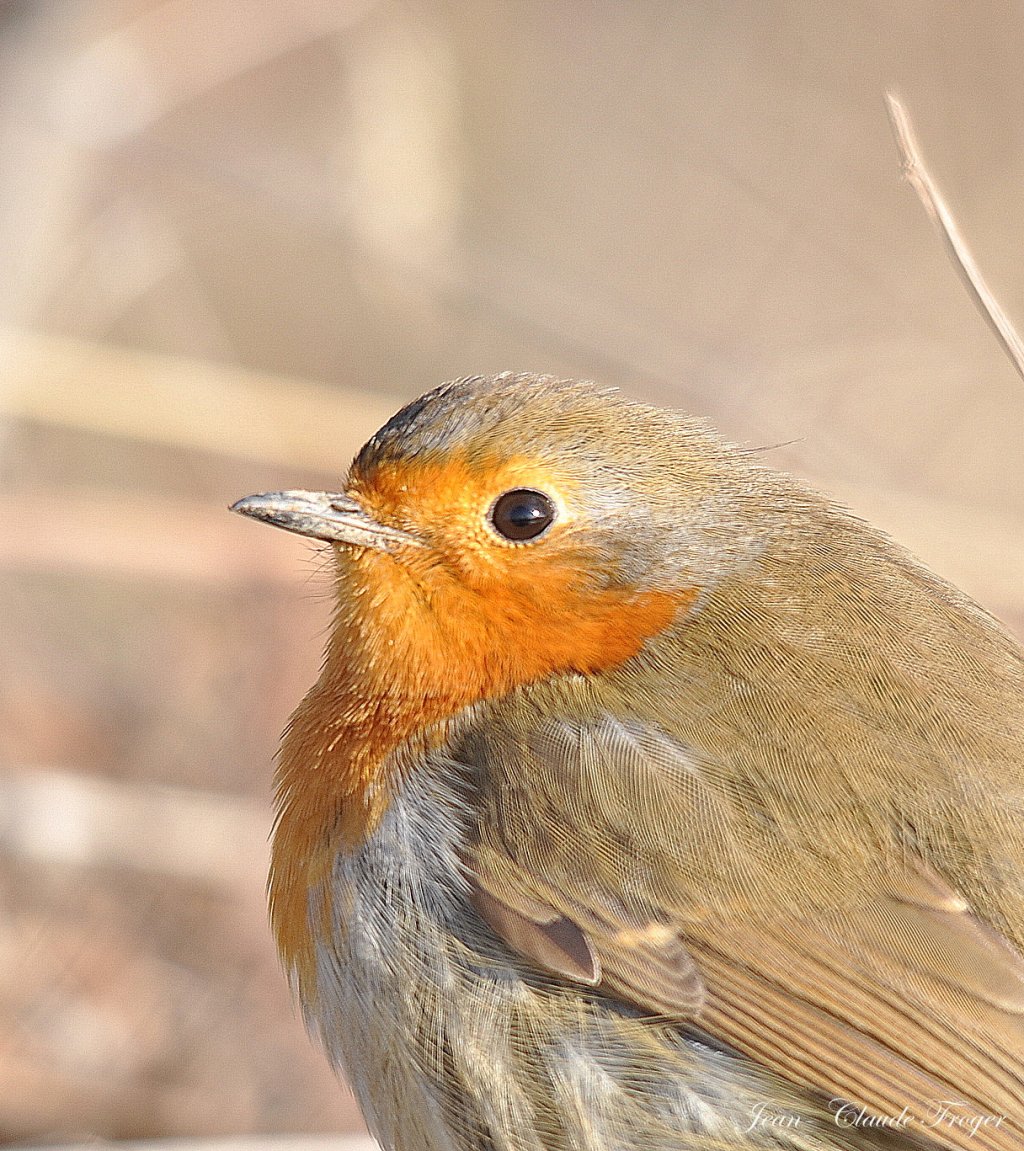 Fonds d'cran Animaux Oiseaux - Rougegorges Portrait Rouge - gorge