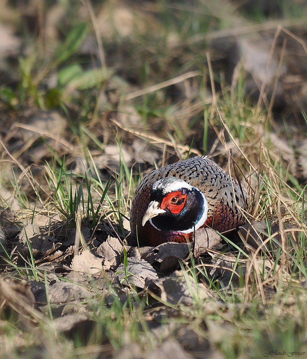 Fonds d'cran Animaux Oiseaux - Faisans Face à Face