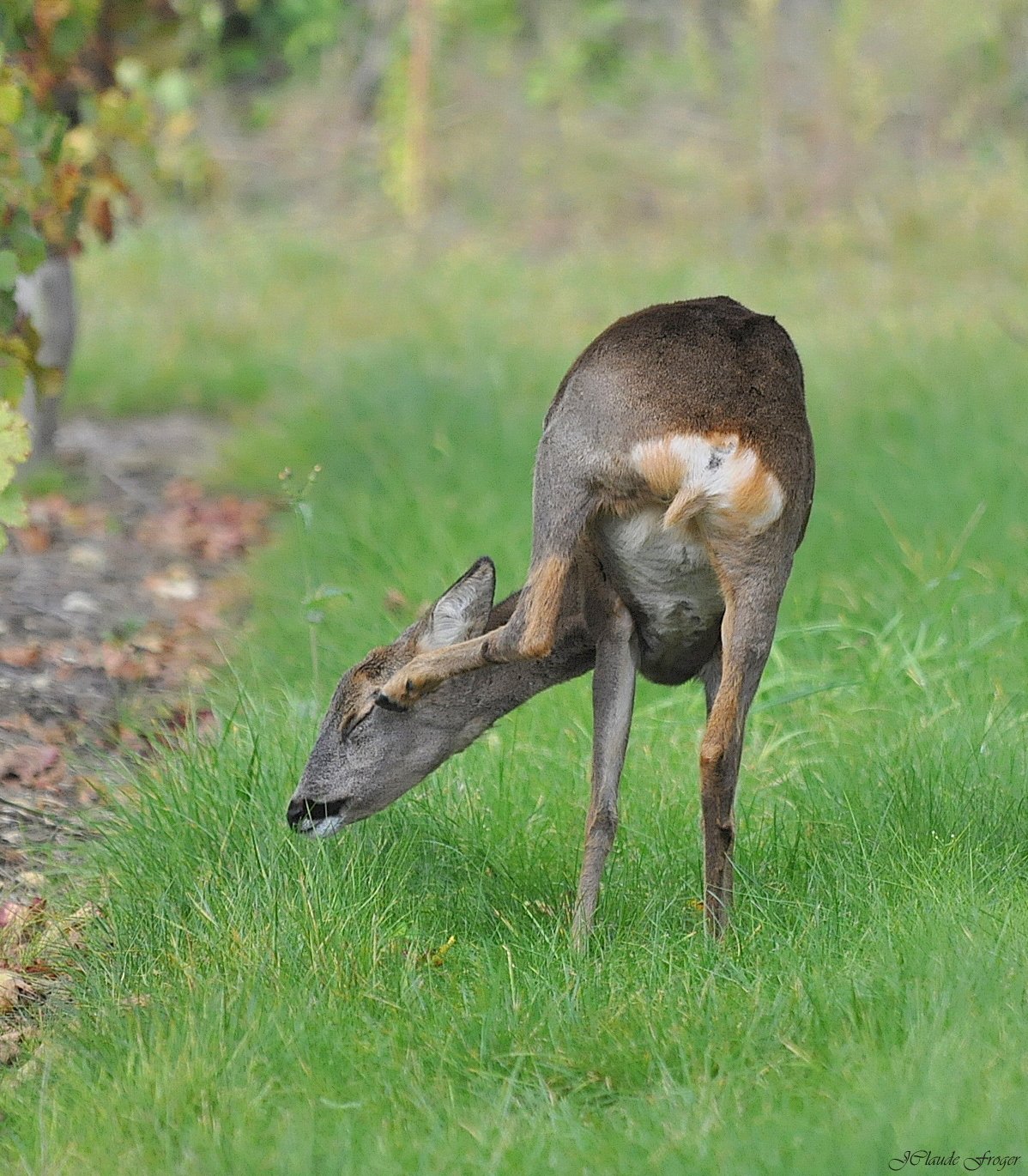 Wallpapers Animals Cervids Lissage des Cils