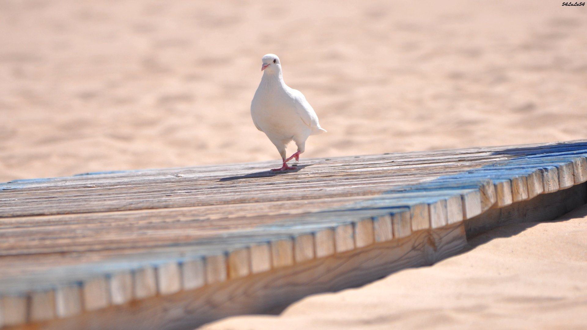 Fonds d'cran Animaux Oiseaux - Divers de espagna^^