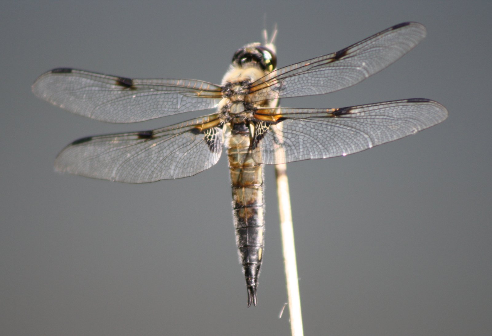 Fonds d'cran Animaux Insectes - Libellules 