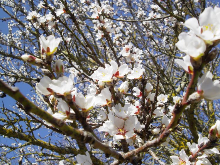 Fonds d'cran Nature Fleurs fleurs d'amandier