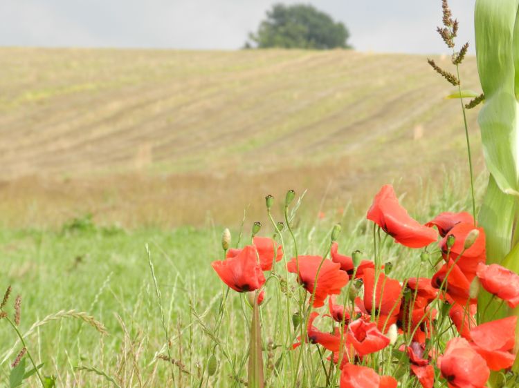 Fonds d'cran Nature Champs - Prairies Wallpaper N292922