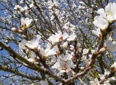  Nature fleurs d'amandier