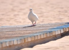  Animaux de espagna^^