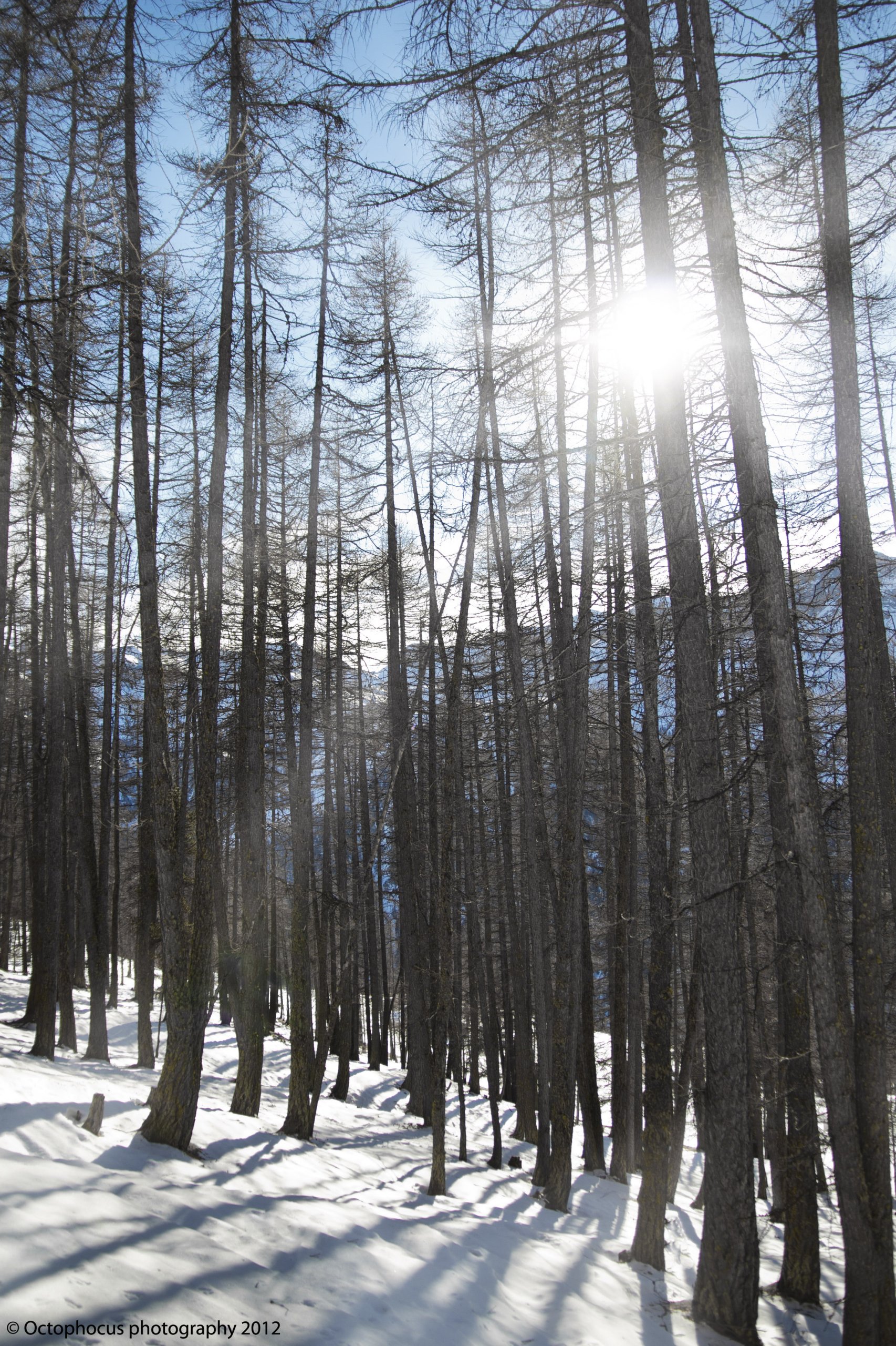 Fonds d'cran Nature Arbres - Forts 