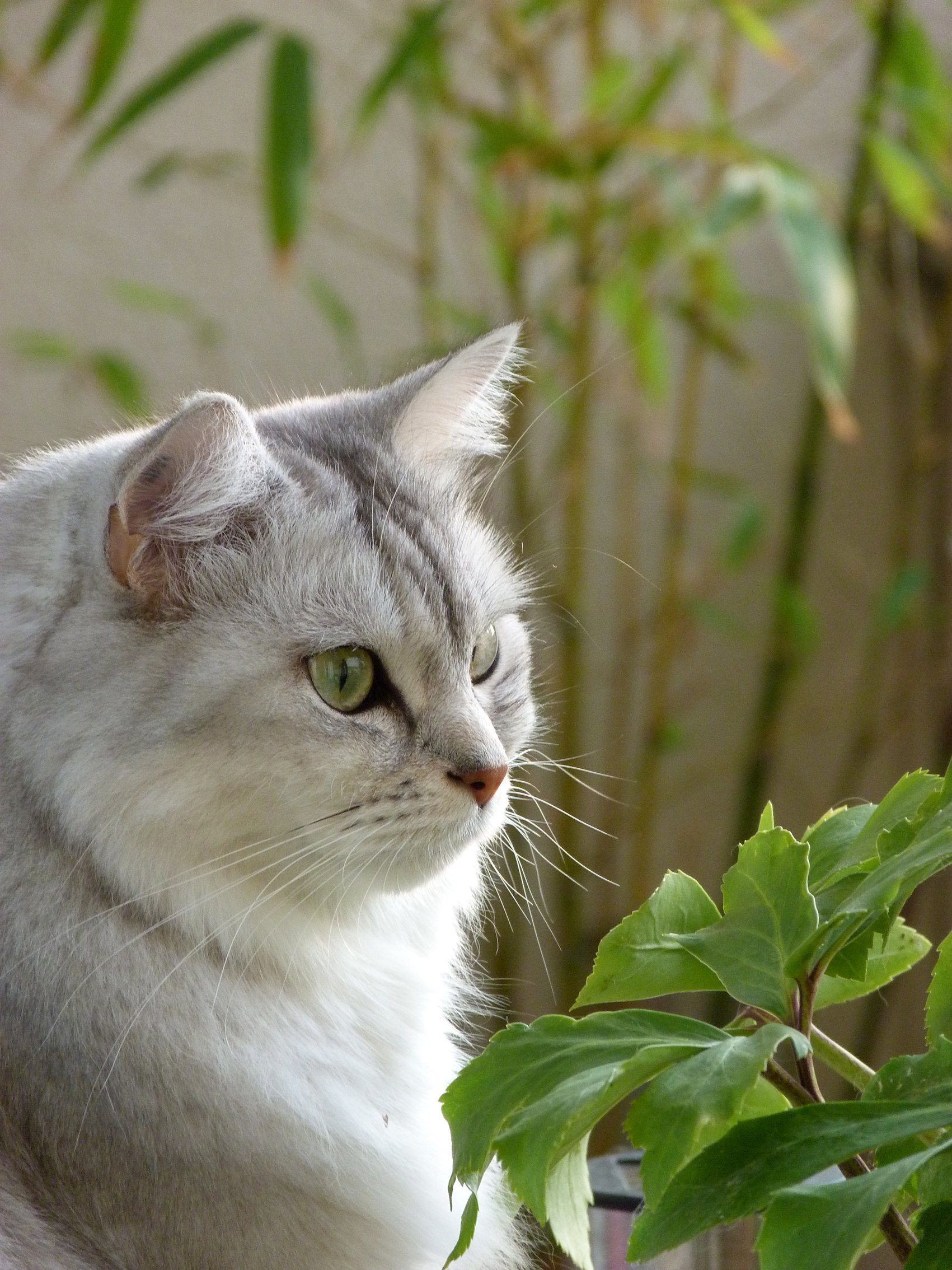 Fonds d'cran Animaux Chats - Chatons Chat