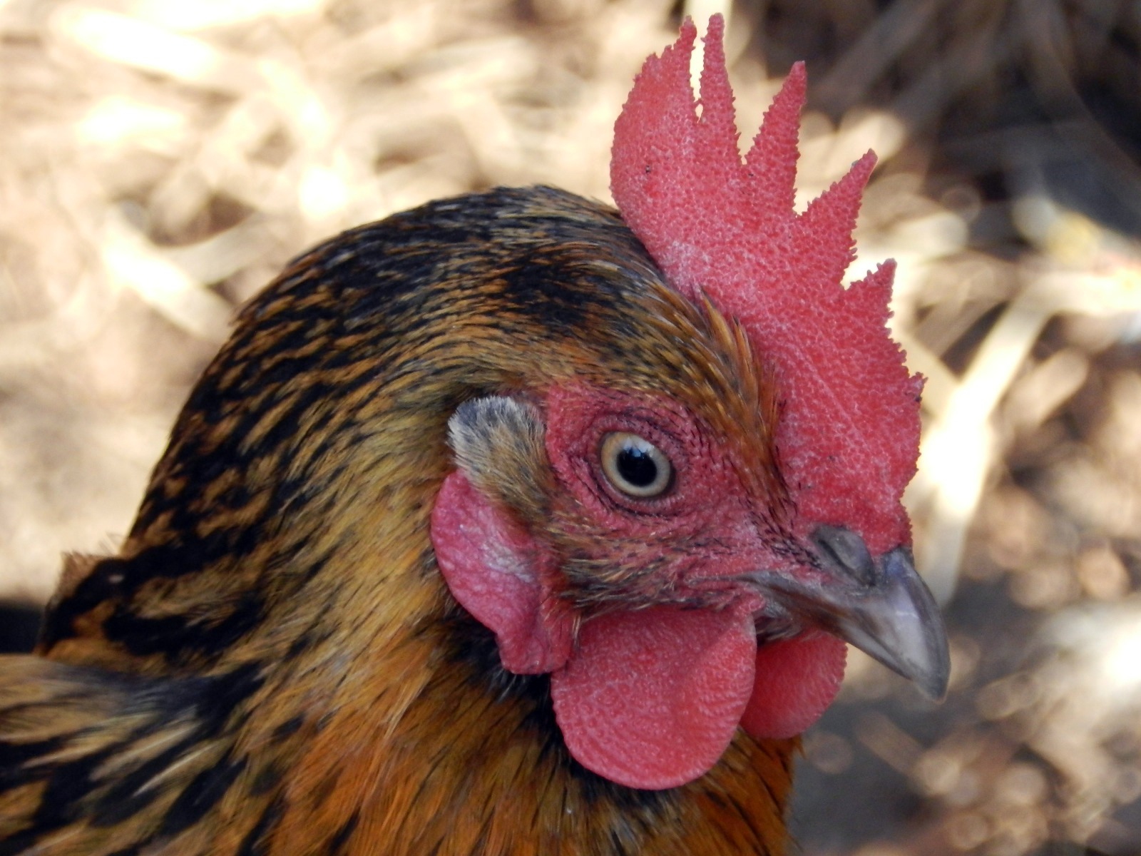 Fonds d'cran Animaux Oiseaux - Poules et Coqs Poules