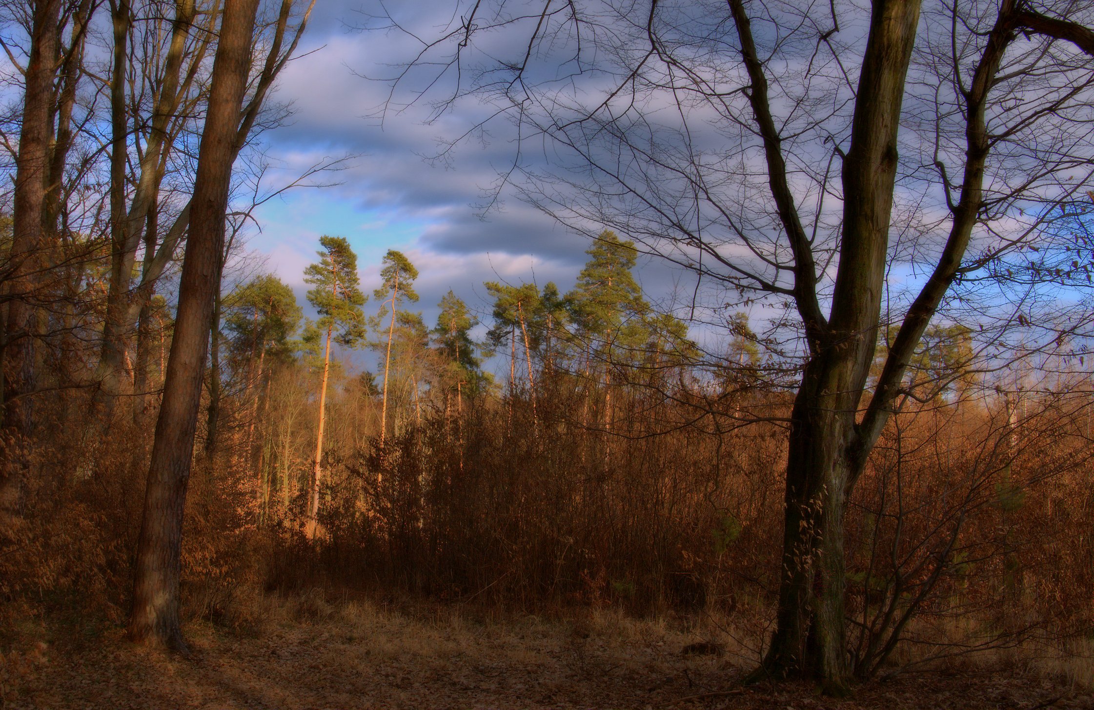 Fonds d'cran Nature Arbres - Forts Une promenade dans les bois.