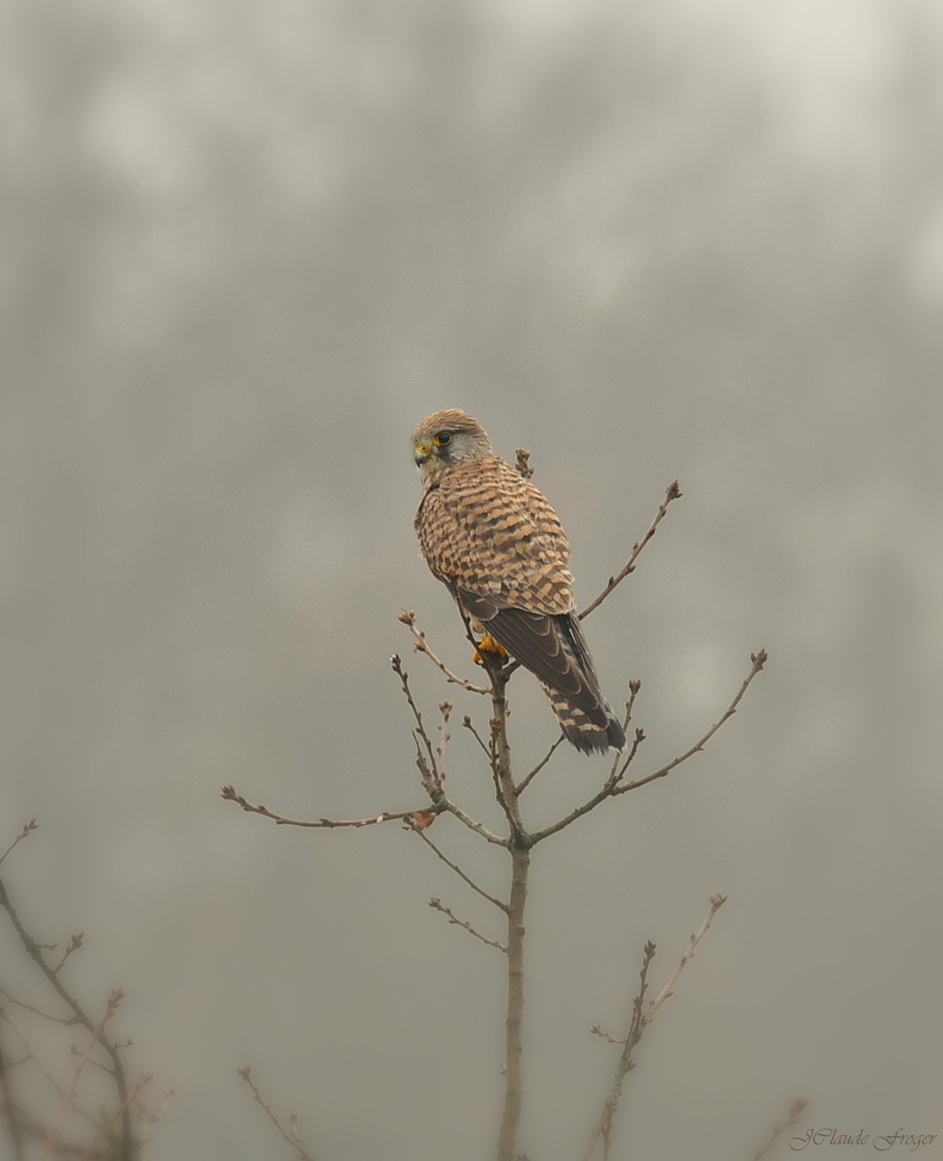 Wallpapers Animals Birds - Falcons Faucon crcerelle 