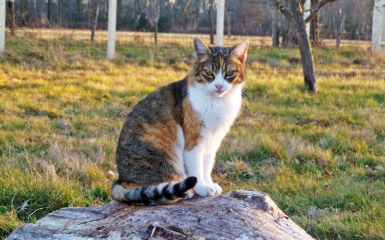 Fonds d'cran Animaux Chats - Chatons Tout est dans le regard.