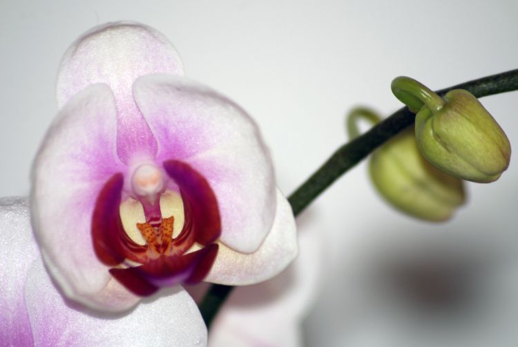 Wallpapers Nature Flowers Orchide