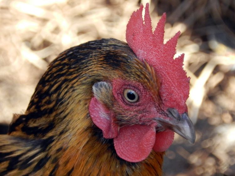 Fonds d'cran Animaux Oiseaux - Poules et Coqs Poules