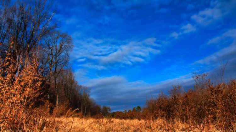 Fonds d'cran Nature Arbres - Forts Une promenade dans les bois. 2.