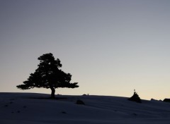  Nature Albero