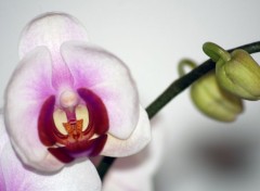  Nature Orchide